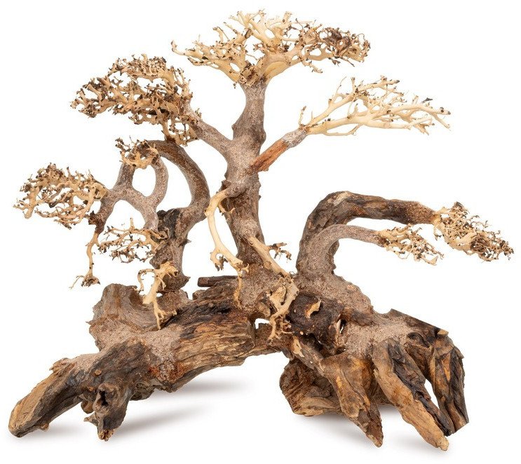 Ton�ce drzewo Bonsai nr 59 75x45 1