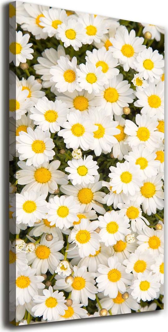  Tulup Obraz Na Płótnie 50x100 Obraz Canvas Kwiaty stokrotki 1