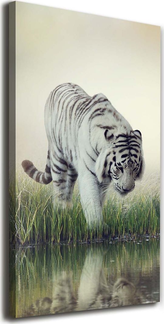  Tulup Obraz Na Płótnie 50x100 Obraz Canvas Biały tygrys 1