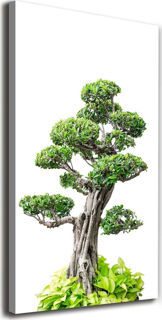  Tulup Obraz Na Płótnie 50x100 Obraz Canvas Drzewo bonsai 1