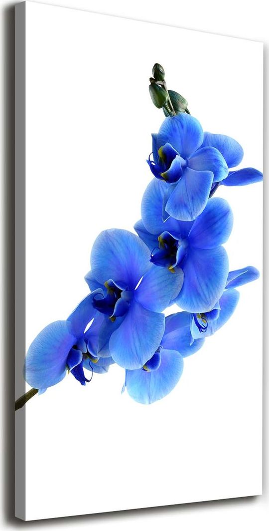  Tulup Obraz Na Płótnie 50x100 Obraz Canvas Niebieska orchidea 1