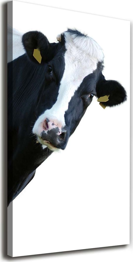 Tulup Obraz Na Płótnie 50x100 Obraz Canvas Łaciata krowa 1