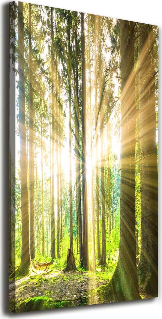  Tulup Obraz Na Płótnie 50x100 Obraz Canvas Słońce w lesie 1