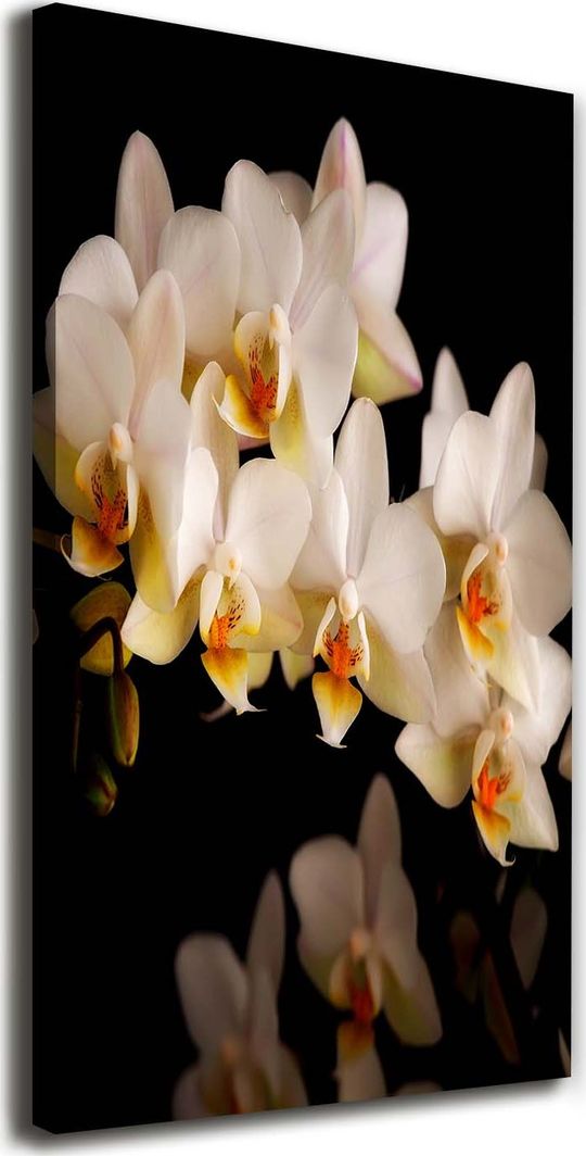  Tulup Obraz Na Płótnie 50x100 Obraz Canvas Orchidea 1