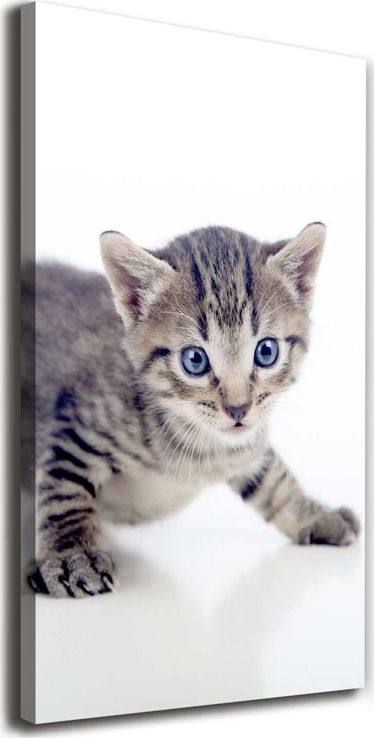  Tulup Obraz Na Płótnie 50x100 Obraz Canvas Mały kot 1