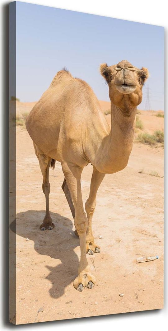  Tulup Obraz Na Płótnie 50x100 Obraz Canvas Wielbłąd na pustyni 1