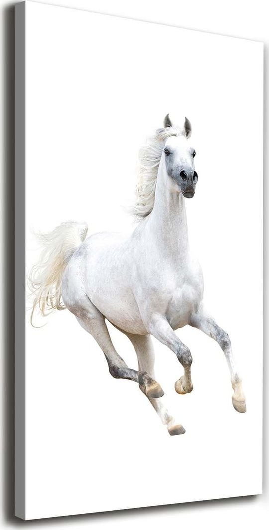  Tulup Obraz Na Płótnie 50x100 Obraz Canvas Biały koń w galopie 1