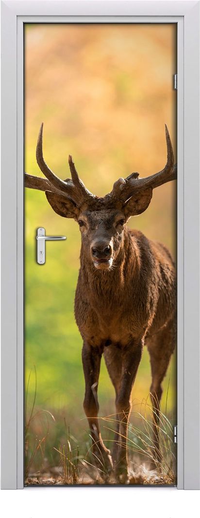  Tulup Fototapeta samoprzylepna na drzwi 75 x 205 cm Jeleń w lesie 1
