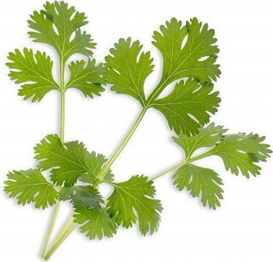 Veritable Nasiona Bio kolendra, Véritable 1