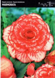 Benex Begonia Dwukolorowa Marmorata 3 szt.