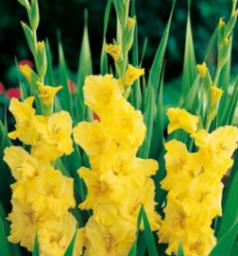  Benex Gladiolus Mieczyk 'Yellow Frans' 7 szt.