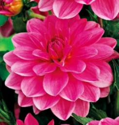 Benex Dahlia Dalia 'Onesta' 1 szt.