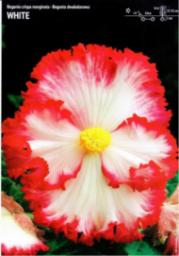 Benex Begonia Dwukolorowa White 3 szt.
