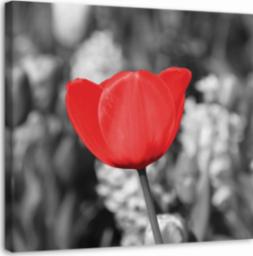  CaroGroup OBRAZ DO POKOJU Czerwony Tulipan na łące 30x30