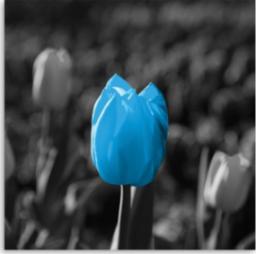  CaroGroup OBRAZ CANVAS Tulipan Kwiat Niebieski Szary 30x30