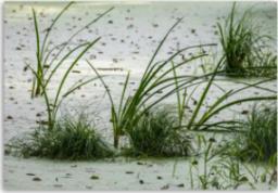  CaroGroup OBRAZ NA PŁÓTNIE Plaża piasek trawa zielona 100x70