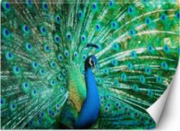  Feeby FOTOTAPETA Ptaki Paw Pióra Kolorowy 100x70