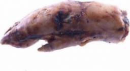  Artex Artex Nogi Wieprzowe Przednie