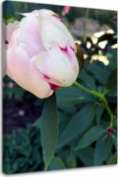  Feeby OBRAZ NA PŁÓTNIE Piwonia Kwiat różowy 80x120