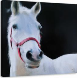  Feeby OBRAZ NA PŁÓTNIE Biały Koń Zwięrzeta 50x50
