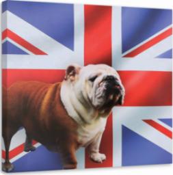  Feeby OBRAZ NA PŁÓTNIE Buldog Pies Angielski Flaga 40x40