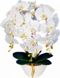  Pantofelek24 Biały storczyk orchidea- kompozycja kwiatowa 60 cm 3PGB 60 cm.