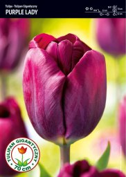 Benex Tulipan Purple Lady - 15 szt.