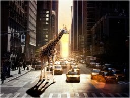  DecoNest Fototapeta - Żyrafa w wielkim mieście - 300X231