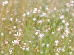  DecoNest Fototapeta - Białe delikatne kwiatuszki - 300X231