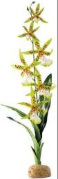  Hagen Exoterra Roślina Orchid 42cm