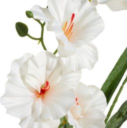  Eurofirany Sztuczny kwiat dekoracyjny storczyk NATU kremowy x6