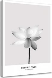  Feeby Obraz na płótnie, Biały kwiat lotosu - 80x120