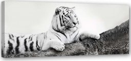  Feeby Obraz na płótnie, Tygrys Zwierzeta Natura - 120x40