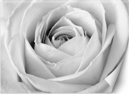  Feeby Fototapeta, Biała róża kwiaty natura - 150x105
