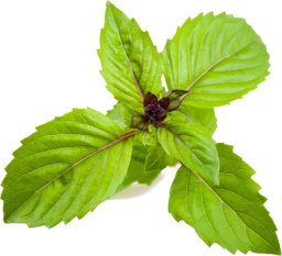 Click And Grow Click & Grow Smart Garden refill Cinnamon Basil 3pcs