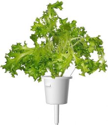 Click And Grow Click & Grow Smart Refill Oakleaf Lettuce 3pcs