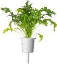 Click And Grow Click & Grow Smart Refill Mizuna 3pcs