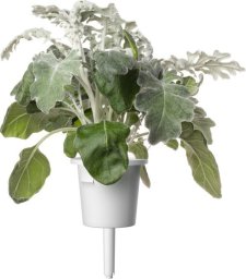 Click And Grow Click & Grow Smart Refill Dusty Miller 3pcs