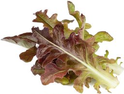 Click And Grow Click & Grow Smart Refill Red Oakleaf Lettuce 3pcs