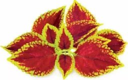 Click And Grow Click & Grow Smart Garden refill Painted Nettle 3pcs