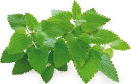Click And Grow Click & Grow Smart Garden refill Catnip 3pcs