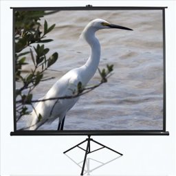 Ekran do projektora Elite Screens Elite Screens Tripod ekran do rzutnika 3,05 m (120") 4:3