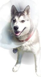 SMI Kołnierz ochronny dla zwierząt, zatrzaskowy 25 cm, 1 szt.