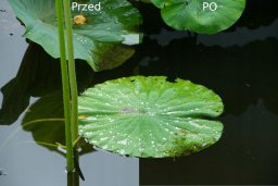 Hoya filter circular polarizer UX II 49mm