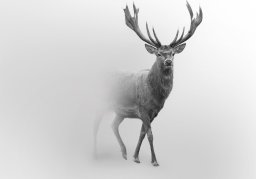 FOTOTAPETA JELEŃ ZWIERZĘTA MGŁA DO SYPIALNI SALONU TAPETA ŚCIENNA 150x105