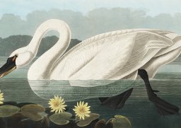 Plakat 29,7x21cm Łabędź, J.J. Audubon Vintage do Salonu