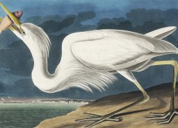 Plakat 18x13cm Czapla Biała, J.J.Audubon Vintage do Salonu