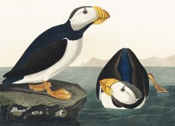 Plakat 18x13cm Maskonur, J.J.Audubon Vintage do Salonu