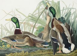 Plakat 18x13cm Mallard, J.J. Audubon Vintage do Salonu