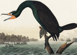 Plakat 18x13cm Kormoran Rogaty, J.J. Audubon Vintage do Salonu